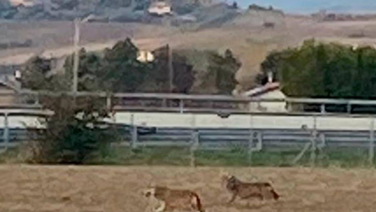 I due lupi sono stati fotografati da Umberto Patanella. Immagini tratte dal gruppo Facebook Sei di Rimini se...
