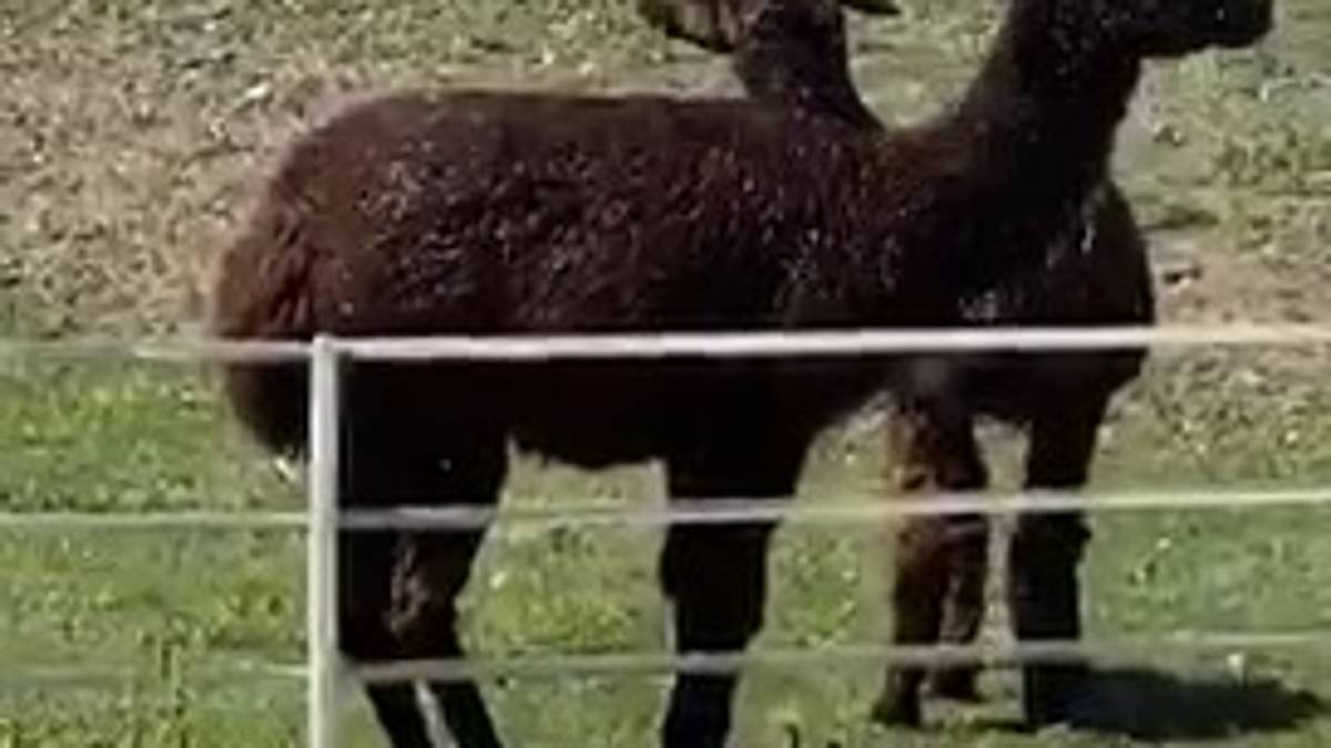 Ravenna, due alpaca si fanno la doccia con l'irrigatore - VIDEO