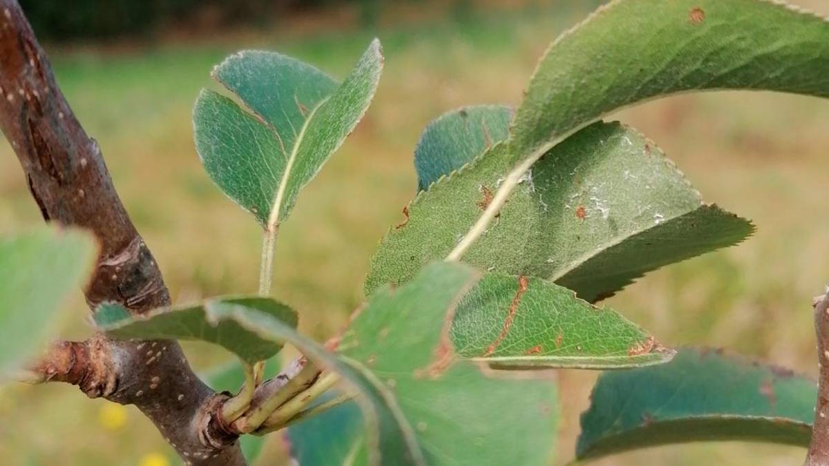 Benvenuti nella Food Forest, la foresta che si mangia a Santa Sofia VIDEO GALLERY