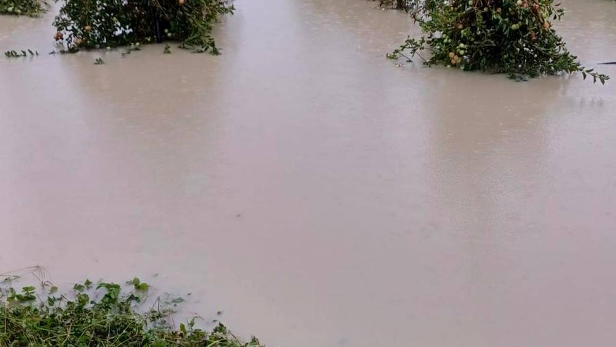 Alluvione in Romagna: Coldiretti: «Frutteti allagati e aziende isolate»