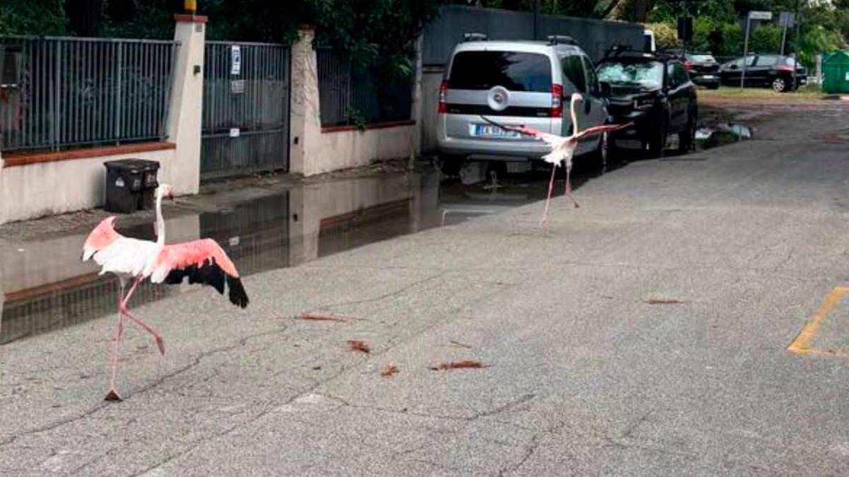 Il maltempo in Romagna disorienta i fenicotteri: diversi esemplari spaesati per le strade di Marina Romea e Marina di Ravenna