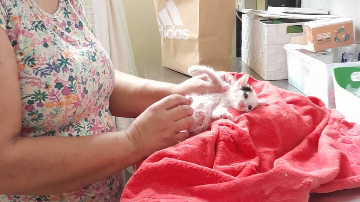 Lugo, una serata di pilates in mezzo ai gatti