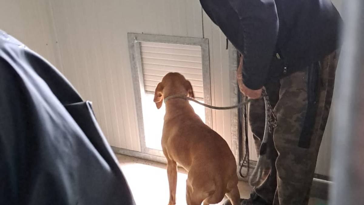 Maltempo Faenza, allagato il canile. In corso il trasferimento degli animali