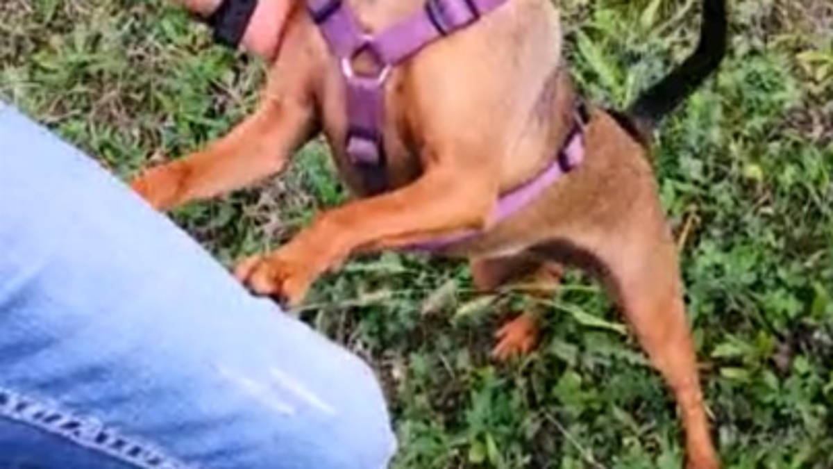 Sant'Agata, polpette avvelenate uccidono un cane, un altro salvo per miracolo