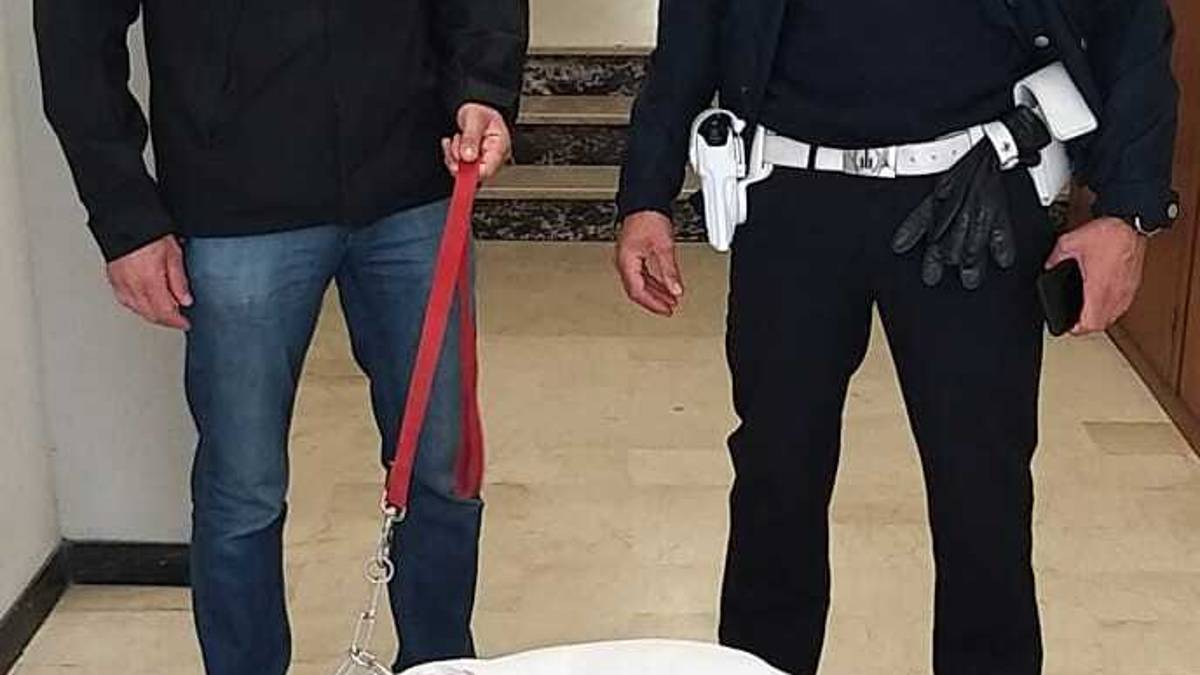 Faenza, prende a calci il cane in centro E' vivace, va educato