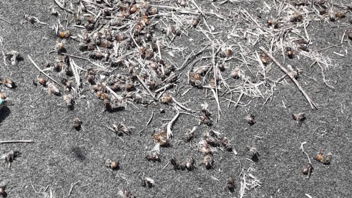 Ravenna, anomala moria di api: ma non sembra un caso isolato