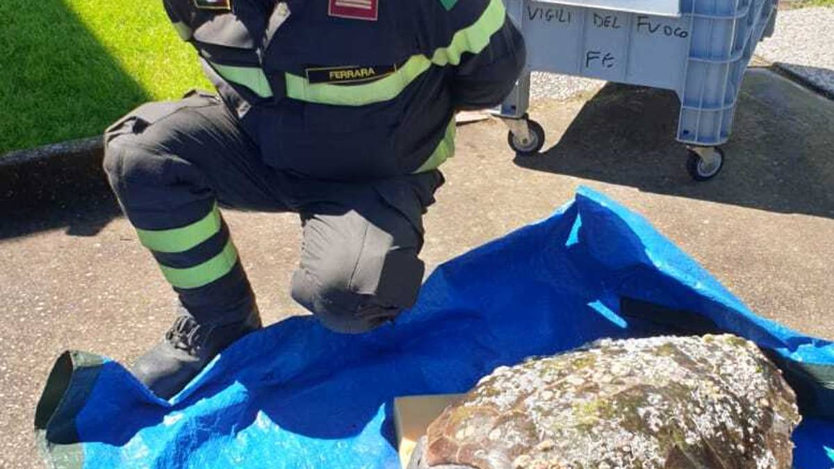 Ravenna, squali e tartarughe giganti recuperati dal centro ricerche Cestha