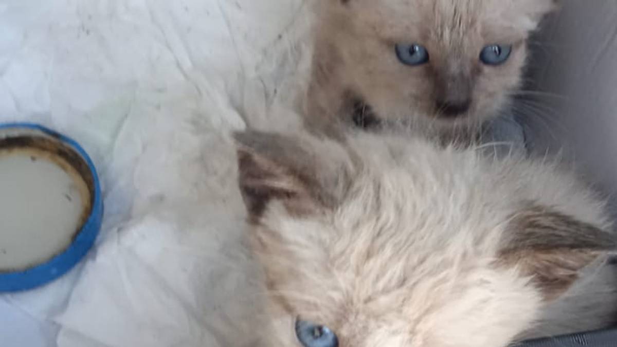 Rimini. Gattini abbandonati in un sacchetto sotto il sole salvati da due ragazzine di 12 anni