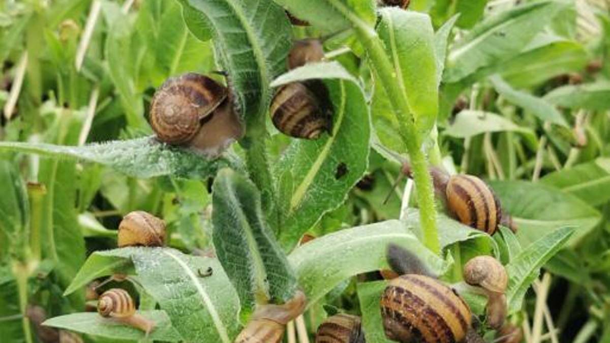 Riccione. Due giovani imprenditori: Così alleviamo 6000 lumache
