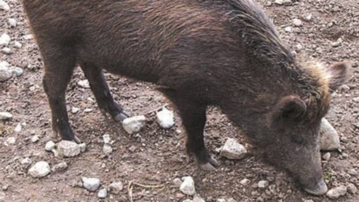 Caccia al cinghiale, scuole chiuse a Mondaino. In provincia di Rimini scoppia la polemica