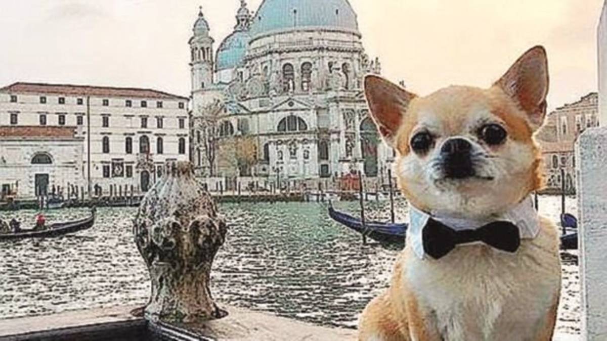 “Miami” il cane giramondo che fa impazzire il web
