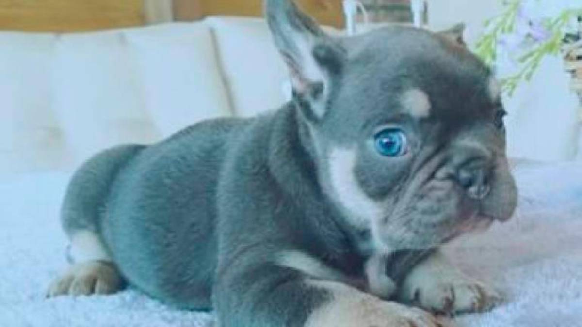 Bulldog blu con falsi pedigree per vip e calciatori, da Ravenna l’inchiesta si allarga: emessi 6 ordini di cattura