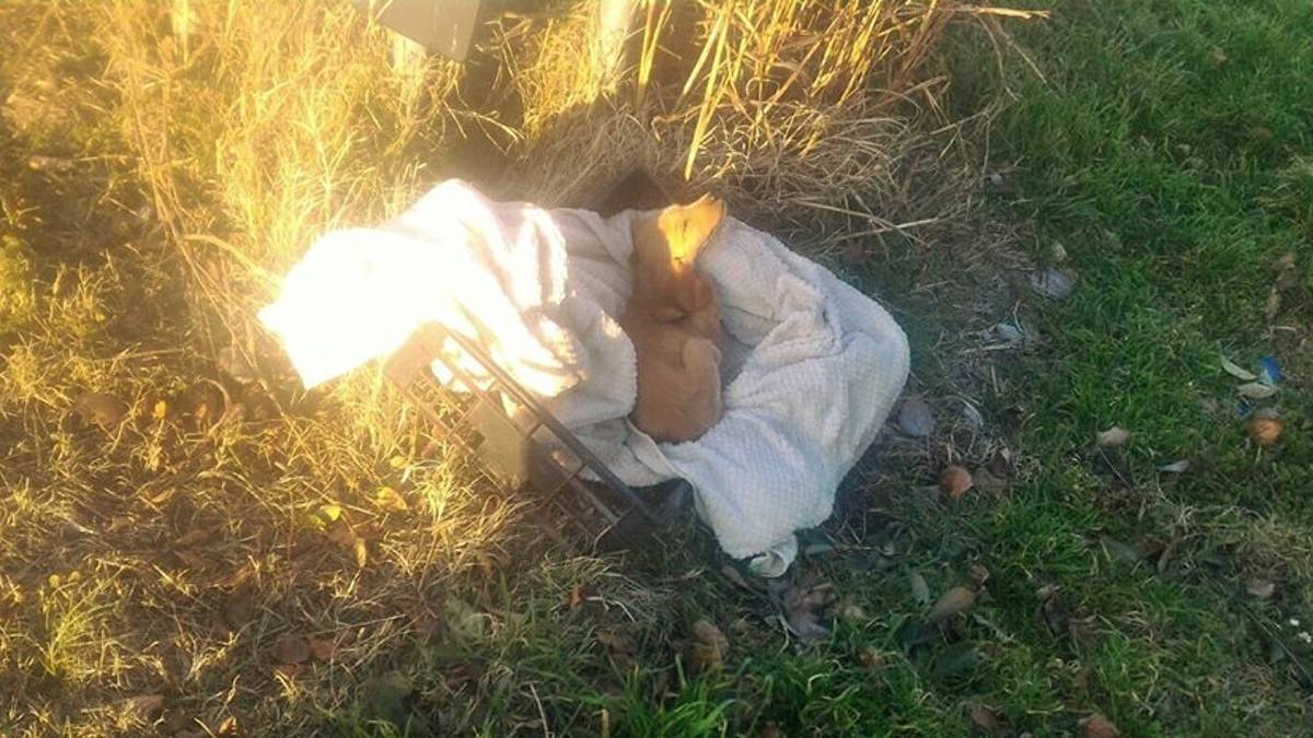 Cuccioli abbandonati a Faenza, l'Enpa parte civile al processo al via lunedì