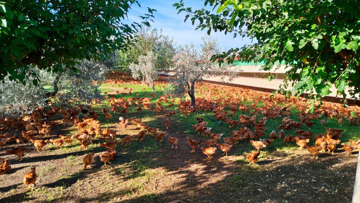 Il pollo allevato all’aperto Campese compie 25 anni: l’intuizione di Francesco Amadori diventata un’eccellenza gourmet