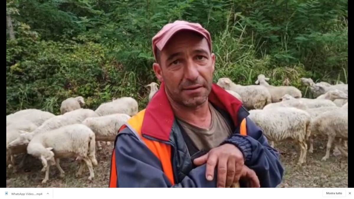 Pecore al pascolo di notte: 12 cani per proteggerle dai lupi VIDEO
