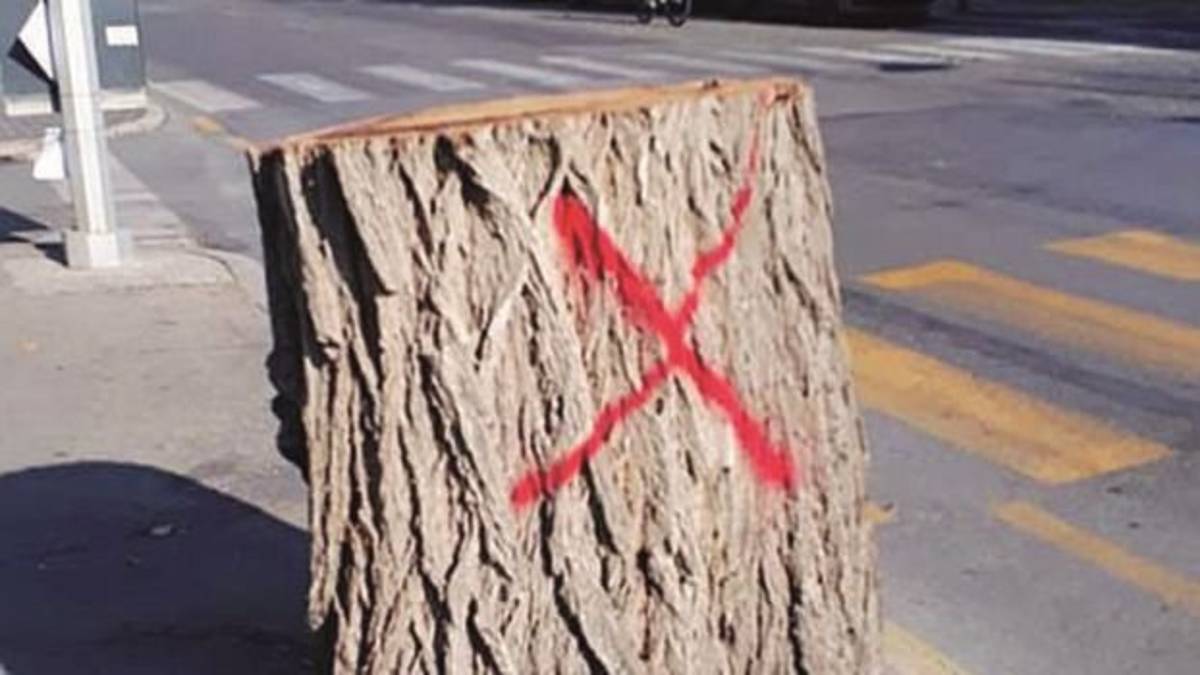 Taglio di pini senza scrupoli da chi si è battuto per quelli sul Trc. Monta la rabbia a Riccione