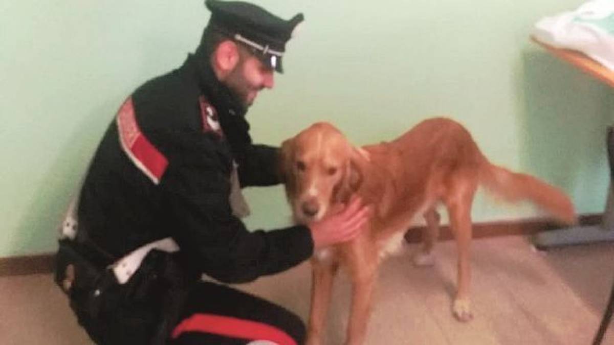 Imola, prende il suo cane a calci e pugni. Donna denunciata