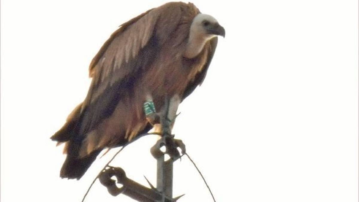 Cesena, grifone appollaiato a riposare sulla chiesa di Villachiaviche