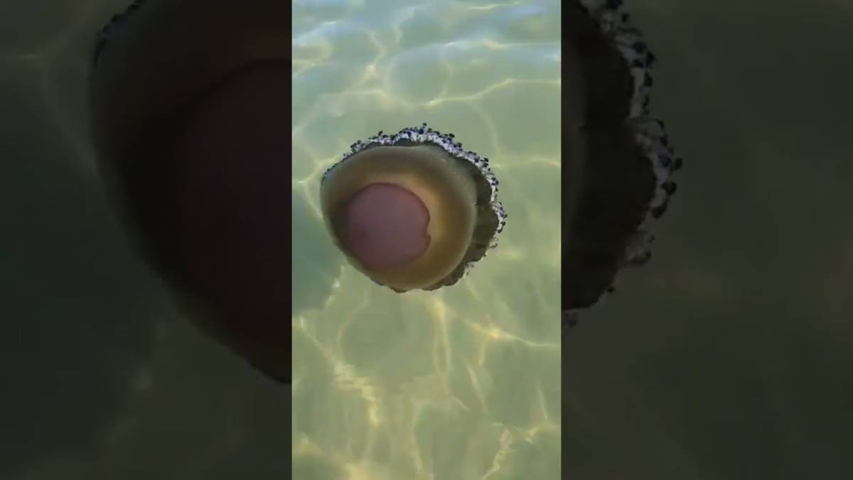 Una medusa Cassiopea filmata vicino alla riva di Valverde di Cesenatico VIDEO