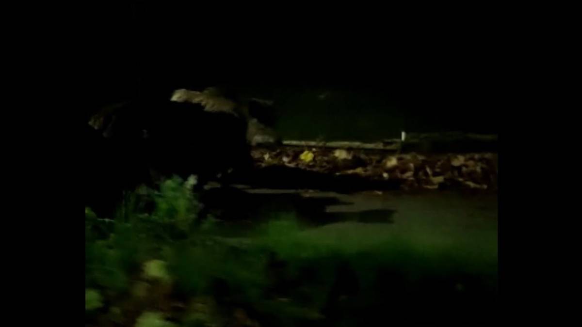Forlimpopoli sembra Roma: famiglia di cinghiali sulla ciclabile