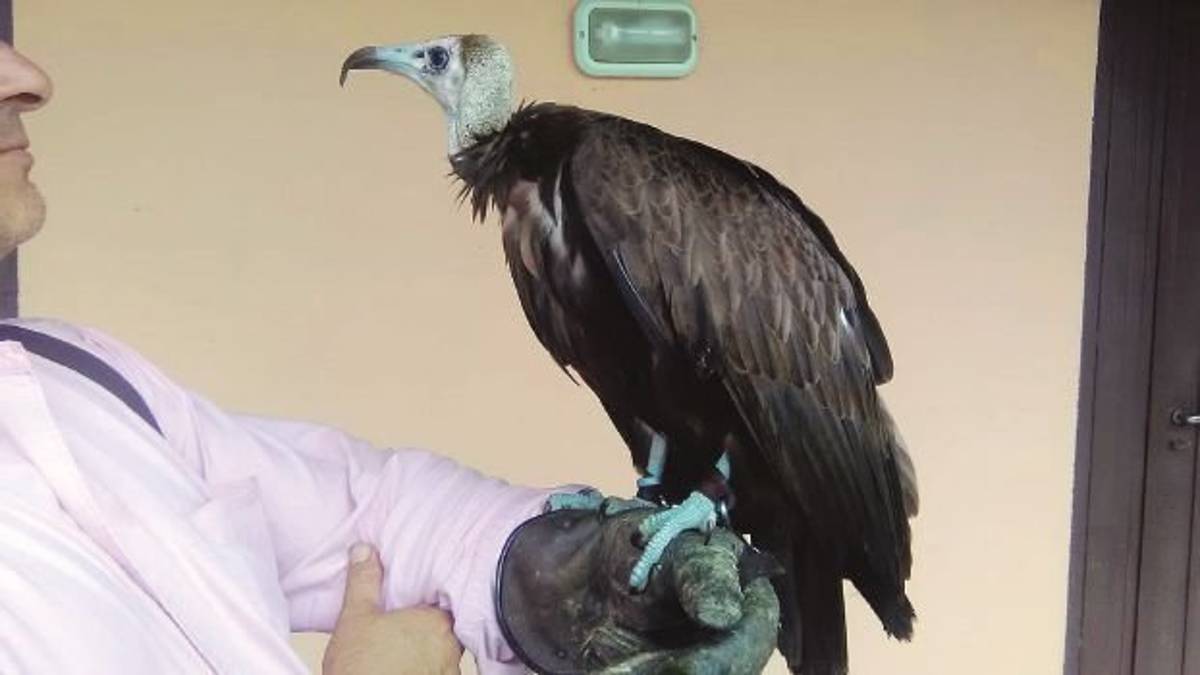 «Si è perso l’avvoltoio Kimbo» ma era nascosto in giardino