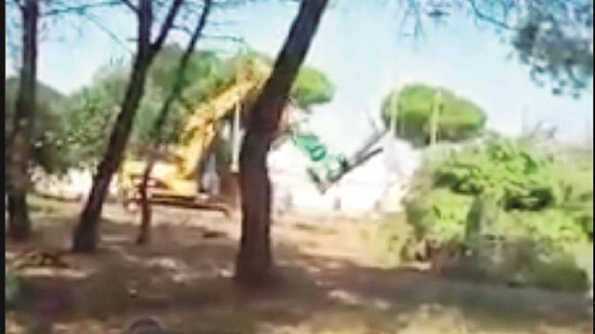 Abbattuti 50 pini per la tensostruttura della Pro loco di Savio, scoppia la polemica