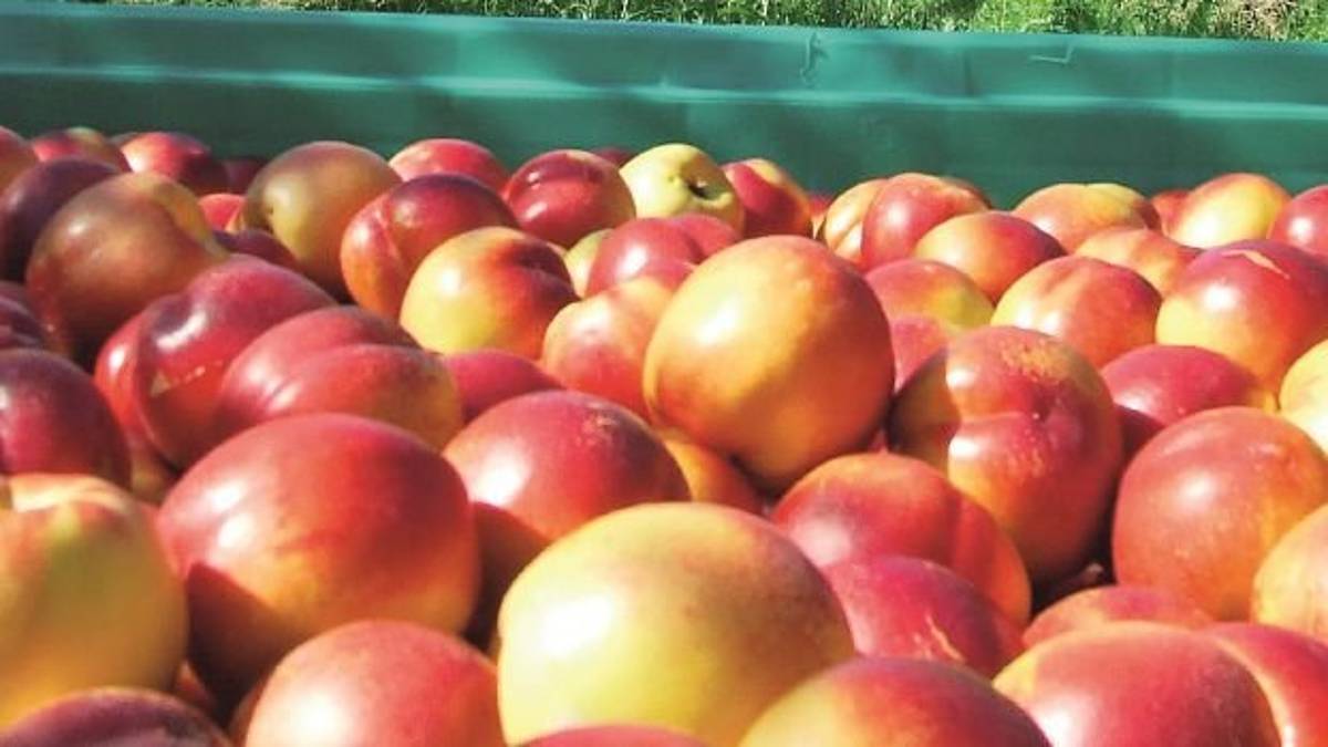 Frutta, la stagione si chiude tra luci e ombre