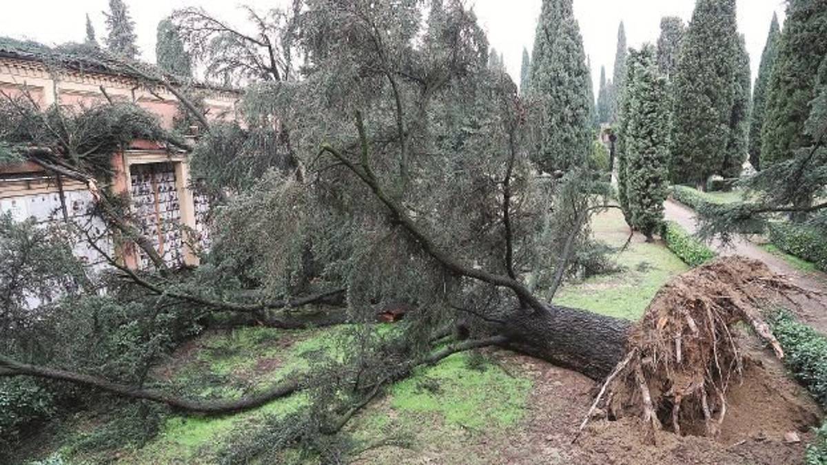 Rimini, piante pericolanti nelle proprietà private, si moltiplicano le segnalazioni