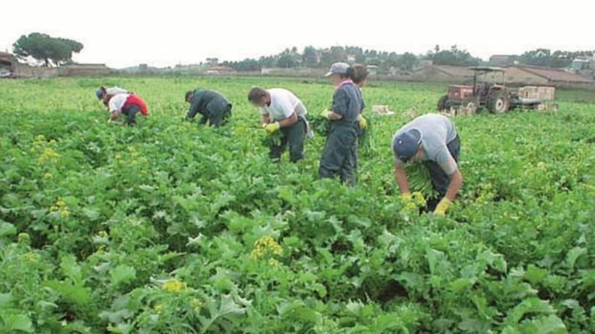 Ravenna, agricoltura: il 94% è a termine, extracomunitari solo 1 su 4