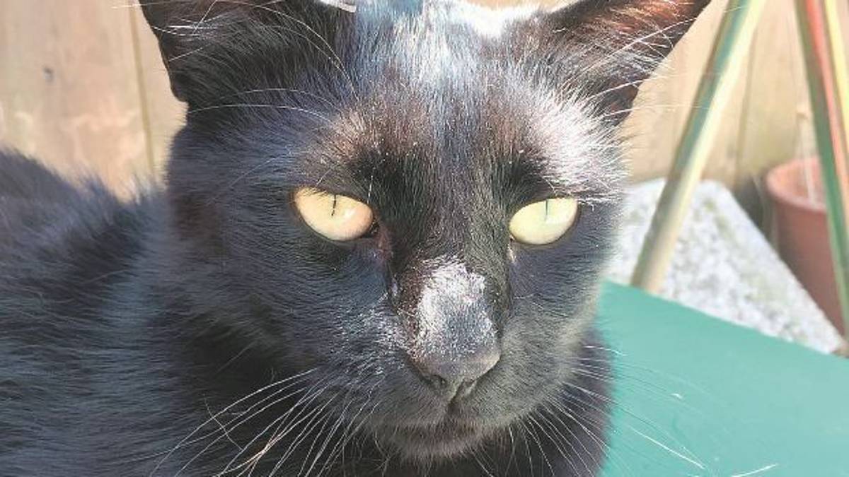 Spari ai gatti a Marina Romea, denunciato 23enne. I carabinieri indagano sui felini spariti