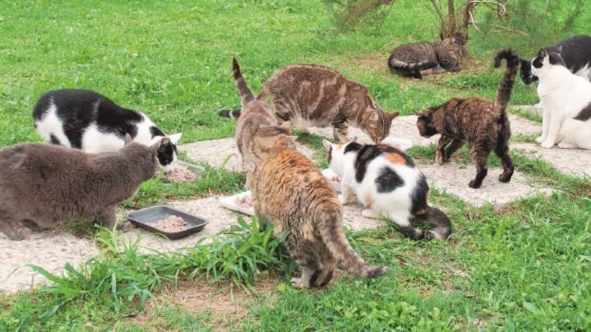 Rocca San Casciano, colonia felina da spostare