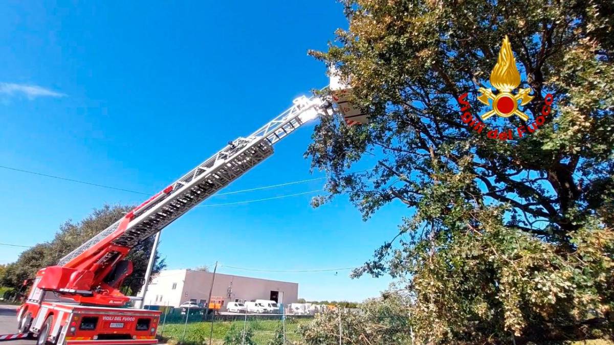 Forlì, quercia di 20 metri pericolosa per la strada: intervengono i Vigili del Fuoco VIDEO