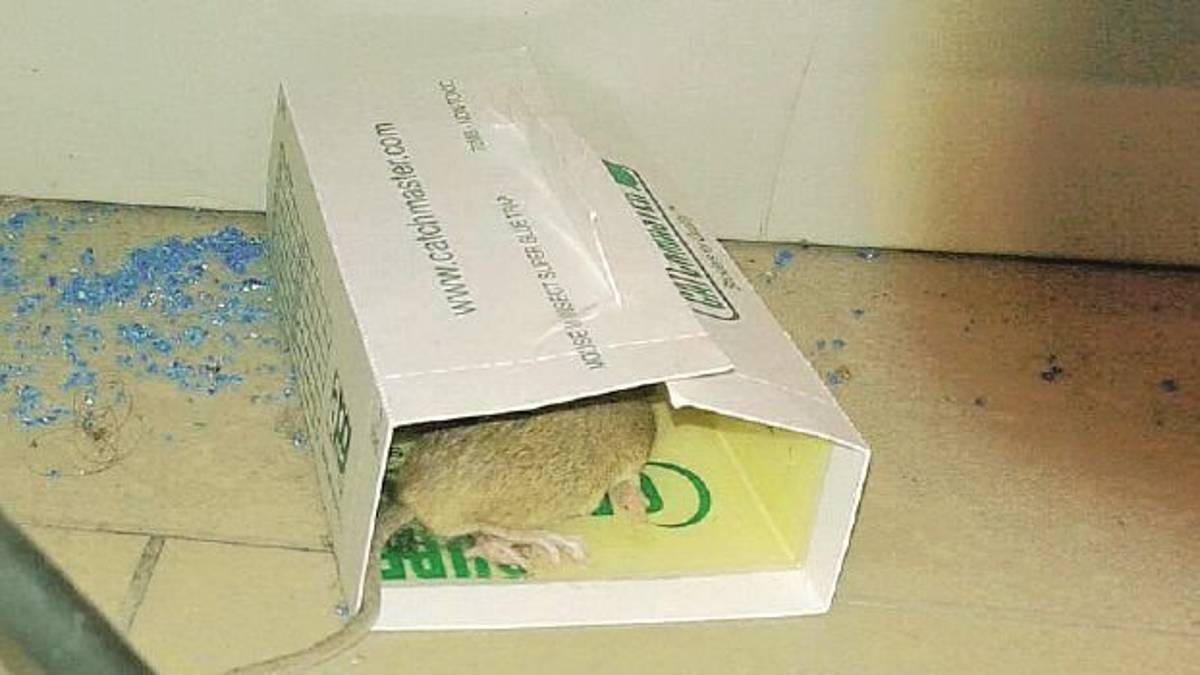 Topi dentro al tribunale di Rimini, personale giudiziario in allarme