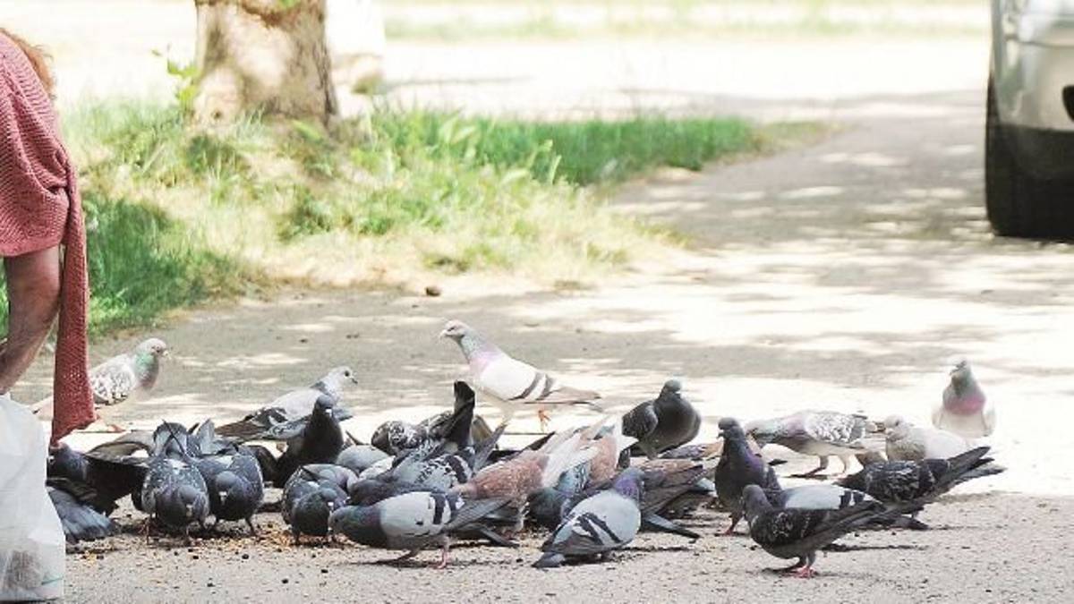Rimini, spara dal balcone ai piccioni nel giardino della vicina, condannato