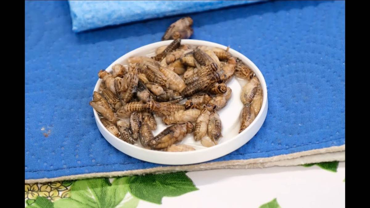 Ci mangeremo un bel piatto di grilli in umido? Una fonte proteica di altissima qualità VIDEO