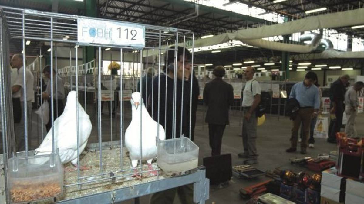 Forlì, FierAvicola: si tratta per “affittarla” alla Fiera di Parma
