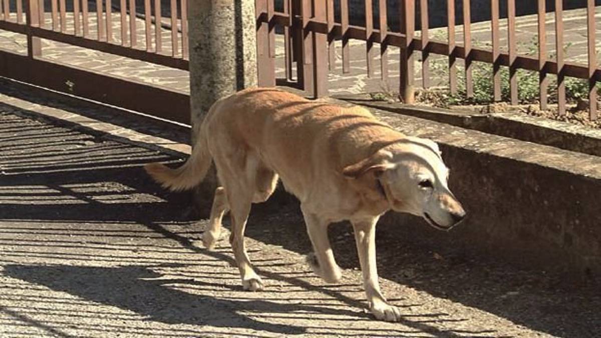 «Stai attento ai Casalesi», aizza il cane e poi gli spacca la gamba a calci
