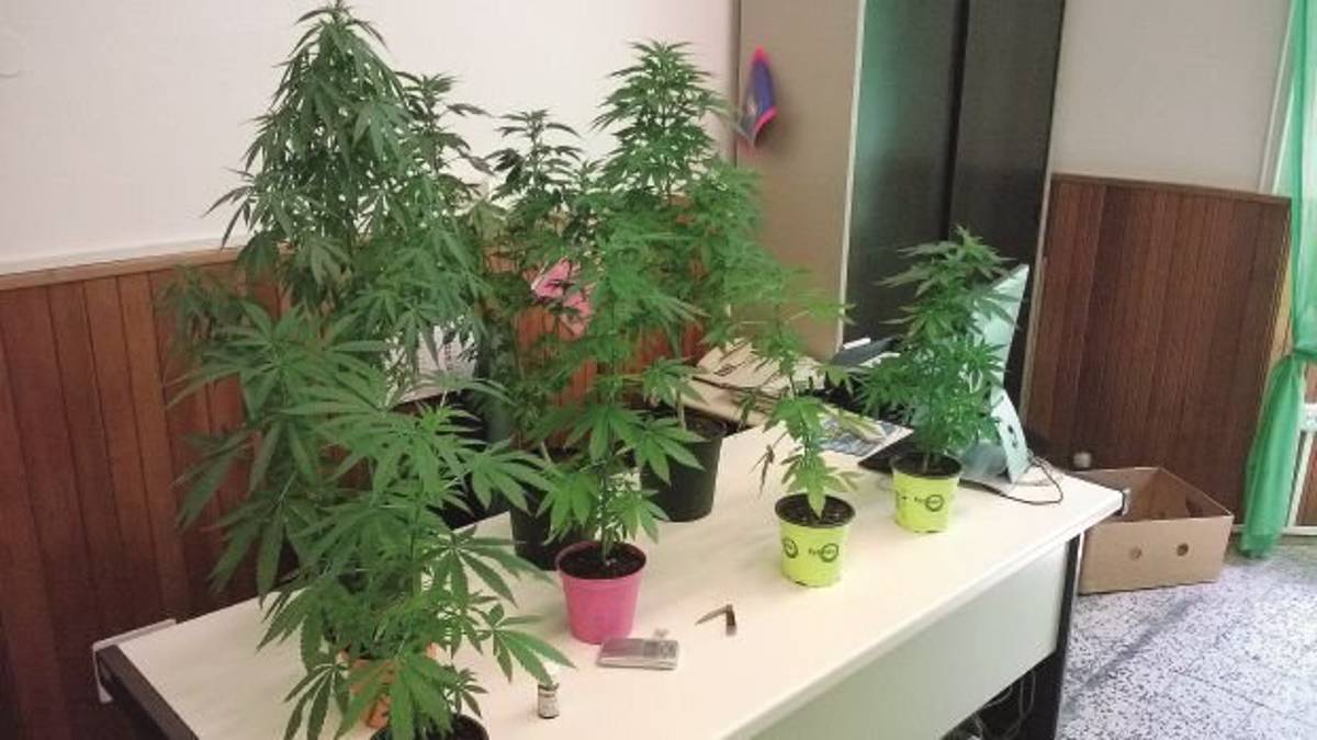 Rimini, il figlio coltiva marijuana in casa, a processo anche i genitori: assolti