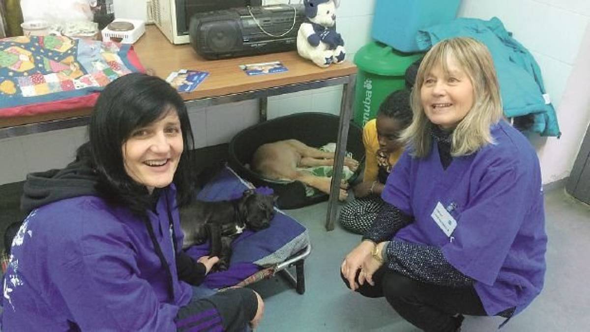 Abbandono animali, a Faenza è allarme. L’Enpa: «Un caso a settimana»