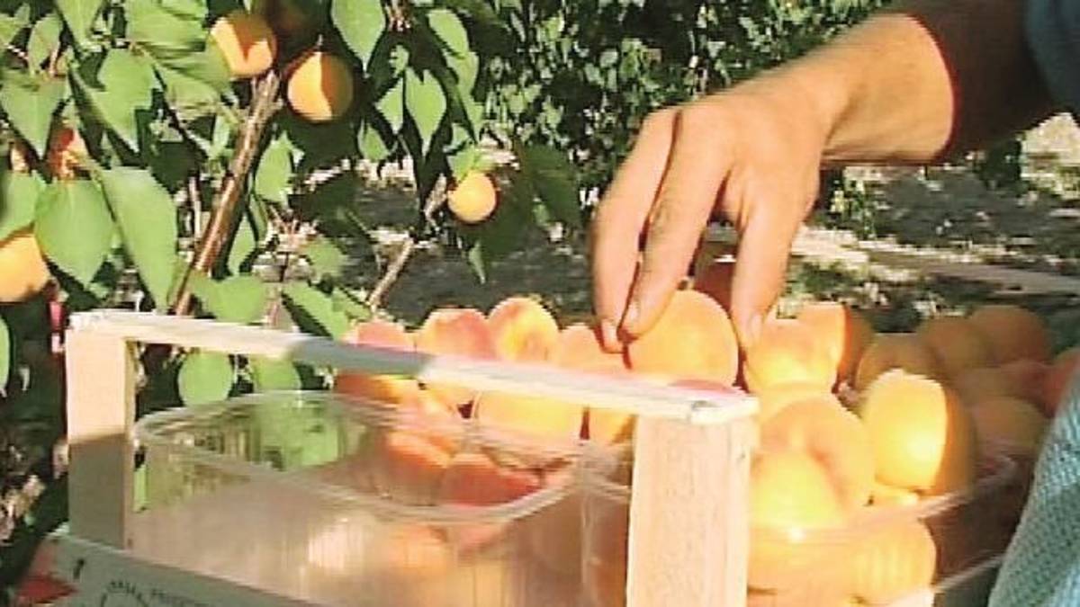 Perso quasi il 90% di albicocche: aziende in ginocchio dopo le gelate