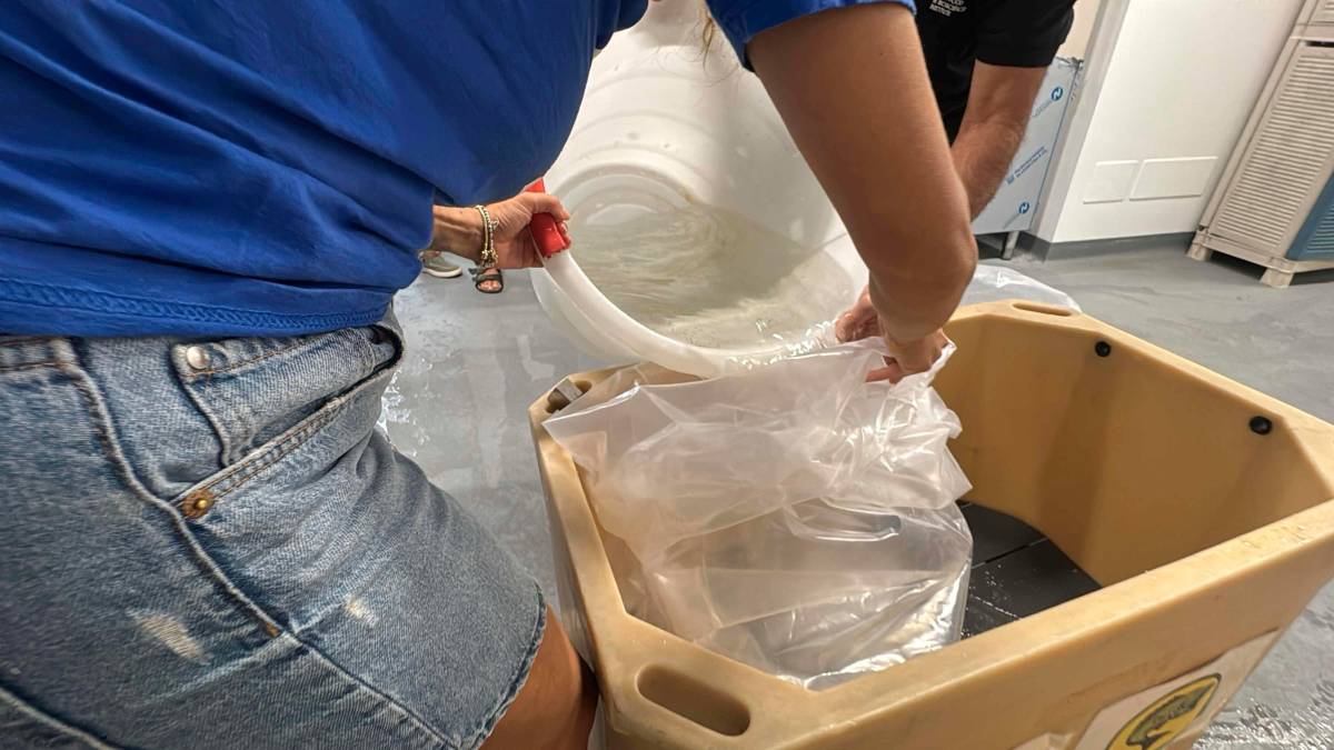 Cesenatico, scatta il progetto “Octo-Blu”: la Regione e l’Ateneo schierano il polpo contro il granchio alieno VIDEO e FOTOGALLERY