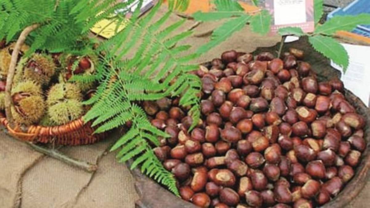 Castagne, la produzione torna ai livelli normali e c’è anche la qualità