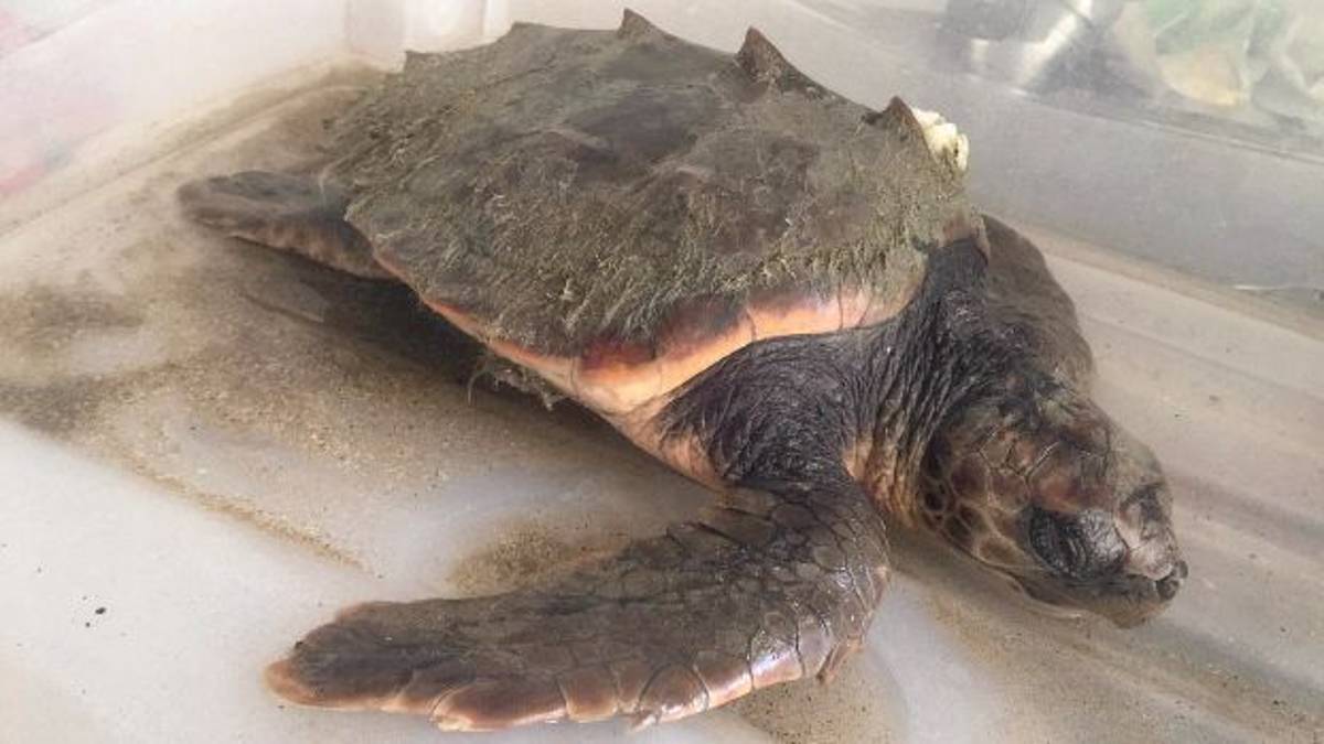 Maltempo, 10 tartarughe ricoverate a Riccione