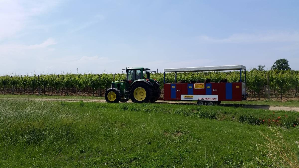 Vendemmia on the road a Oriolo dei Fichi con il Trat-Tour