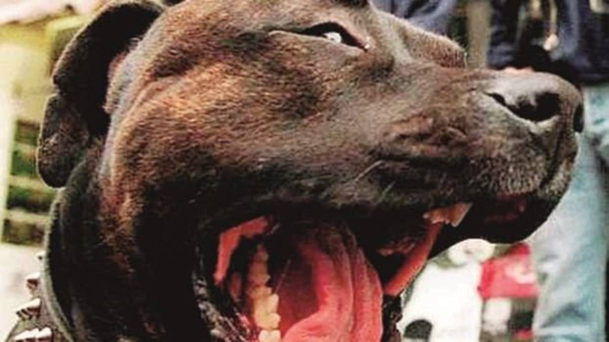 Cane feroce azzanna barboncino e semina il panico
