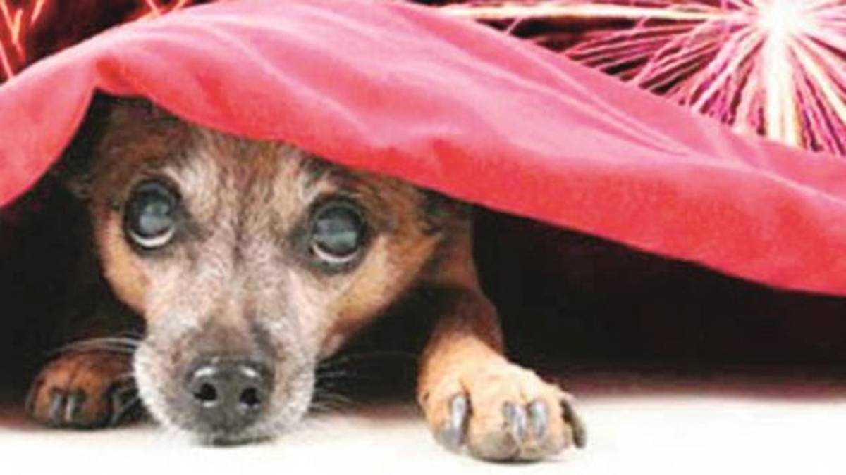 Pensare ai cani danneggia gli altri?