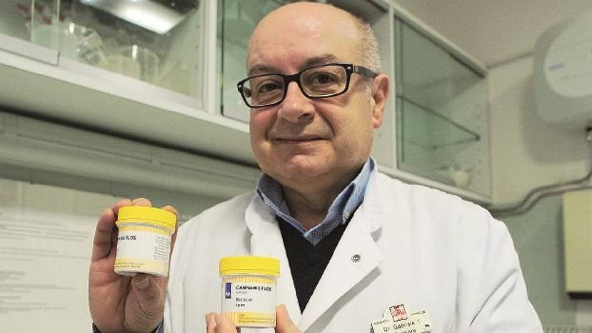 Cannabis, prescrizioni in aumento ma le farmacie sono a secco