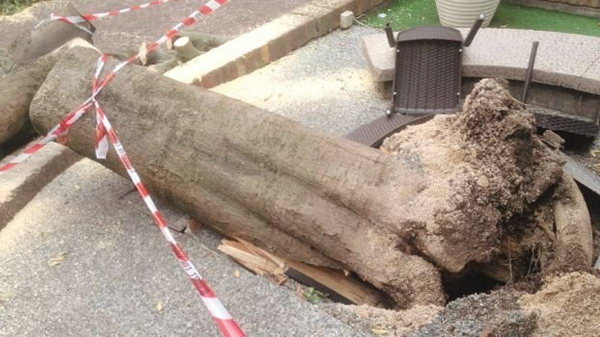 Cesena, albero crolla e sfascia una sedia dei tavolini esterni per i clienti
