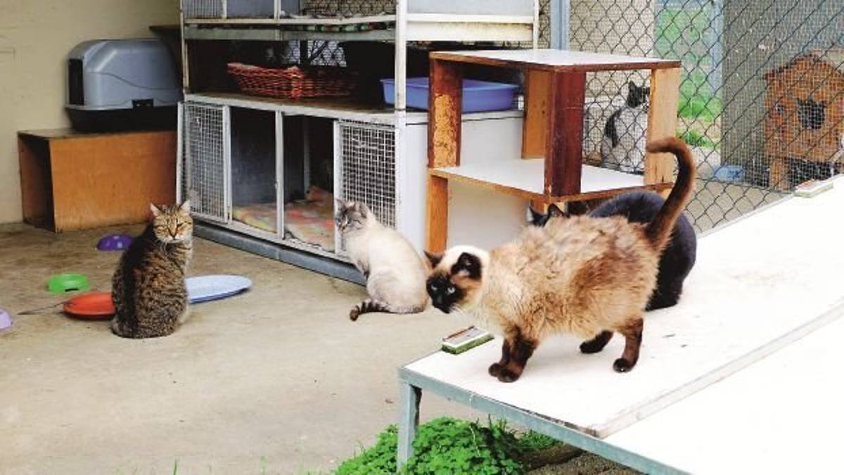 Randagi fuori controllo e calo delle donazioni: è allarme al gattile