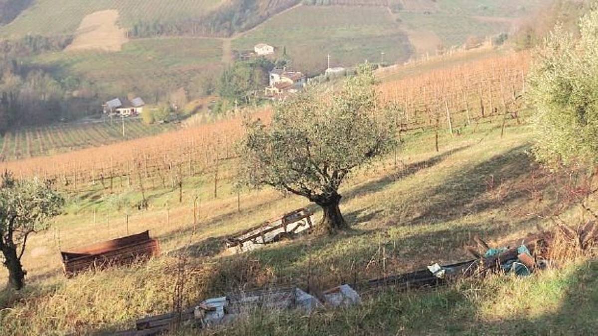 Cinque ululati attorno a casa. Brividi per un lupo a Saiano